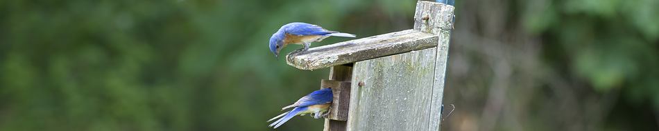 bluebird inspectors