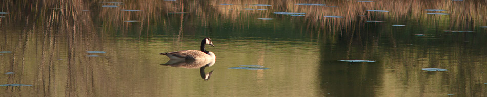 goose on pond